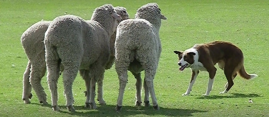Sheep Dog Trials 12th to 14th November 2018 • 21 October, 2021 Sheepdog Trials