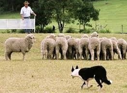 Sheep Dog Trials 12th to 14th November 2018 • 21 October, 2021 Sheepdog