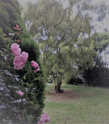 Korumburra Open Gardens 2020 • 24 February, 2021 open gardens 2020